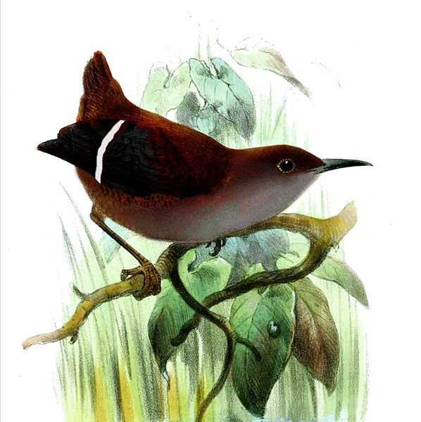 Microcerculus bambla