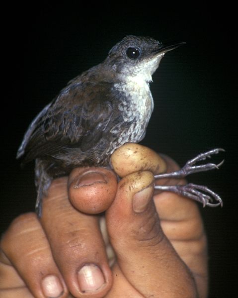 Microcerculus marginatus