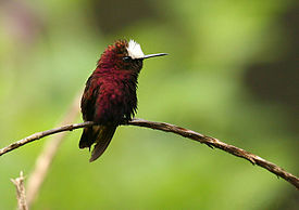 Microchera albocoronata