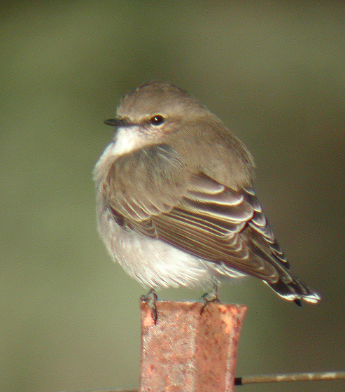 Microeca fascinans
