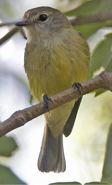 Microeca flavigaster