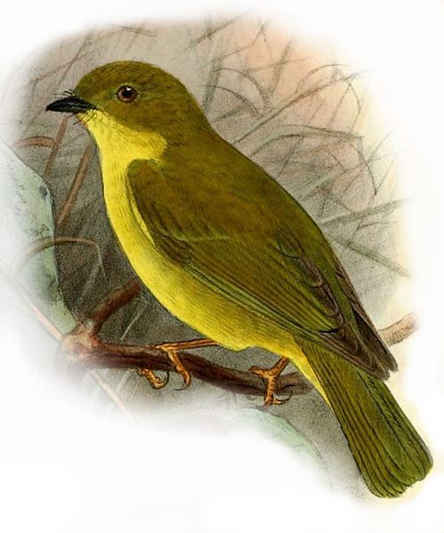 Microeca papuana