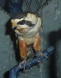 Microhierax caerulescens
