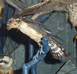 Microhierax fringillarius