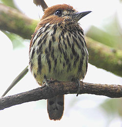 Micromonacha lanceolata