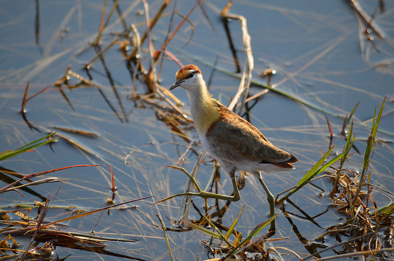 Microparra capensis