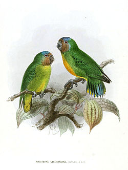 Micropsitta geelvinkiana