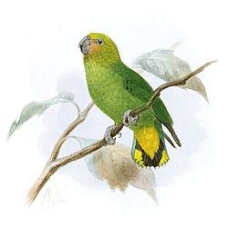 Micropsitta keiensis