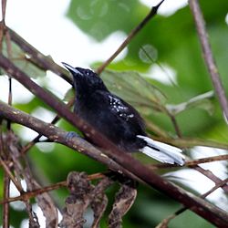 Microrhopias quixensis