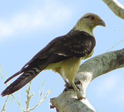 Milvago chimachima