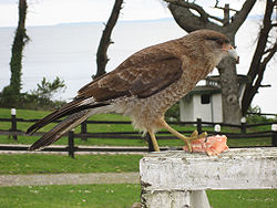 Milvago chimango