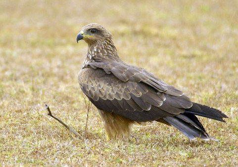 Milvus migrans
