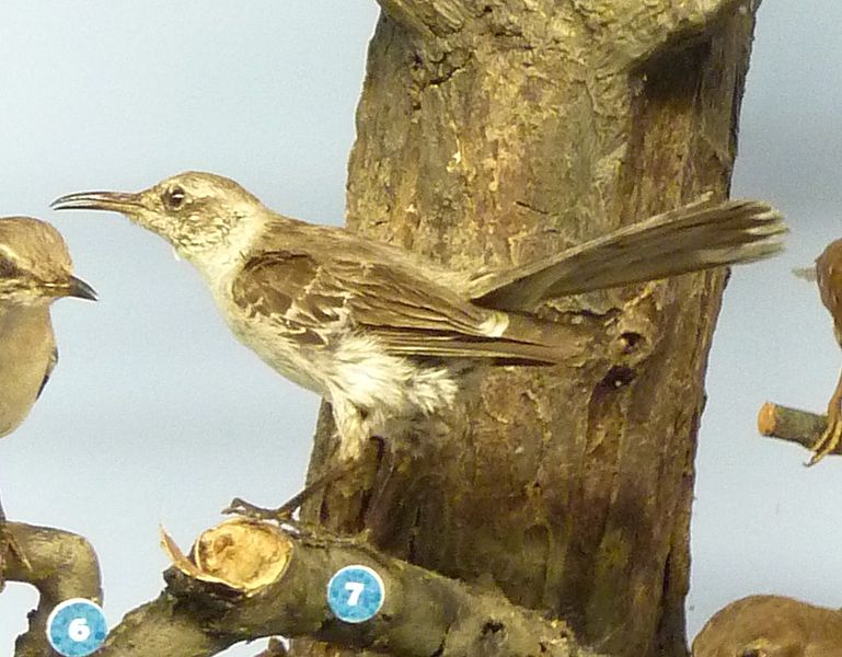 Mimus graysoni