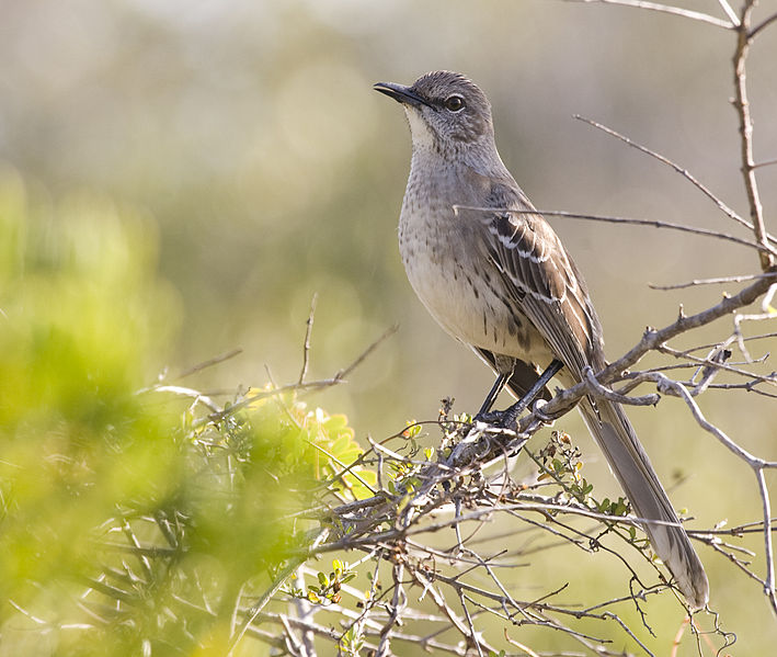 Mimus gundlachii