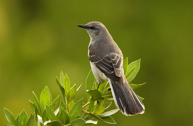 Mimus polyglottos