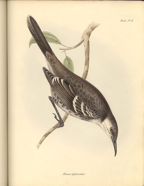 Mimus trifasciatus