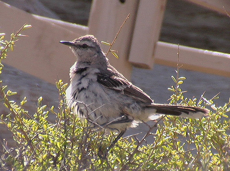 Mimus triurus