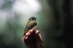 Mionectes striaticollis