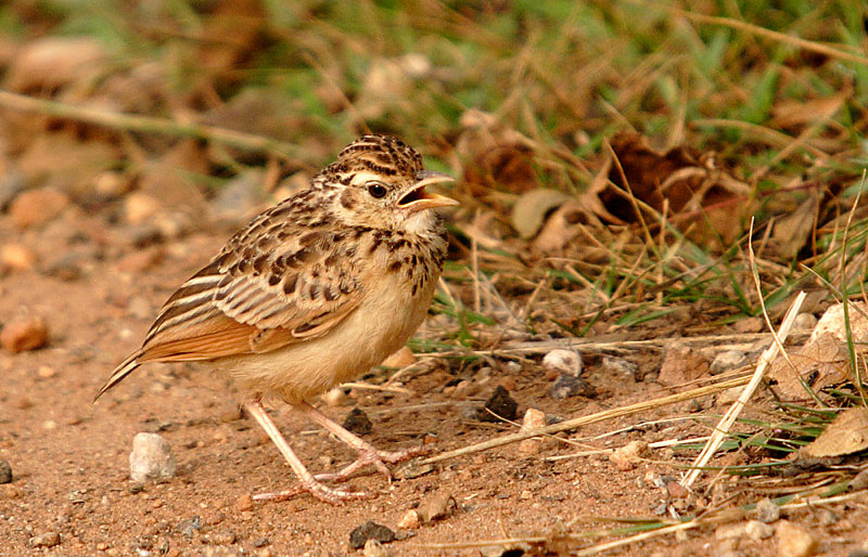 Mirafra affinis