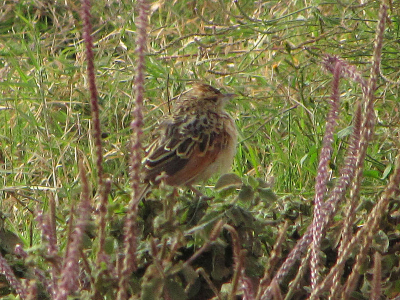 Mirafra africana