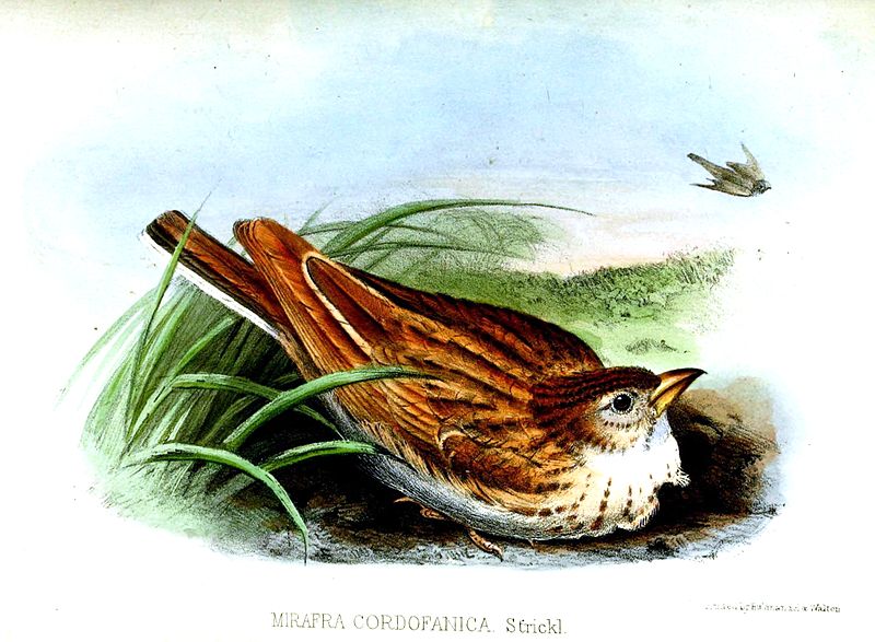 Mirafra cordofanica