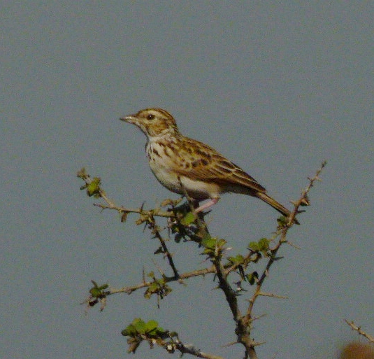 Mirafra erythroptera