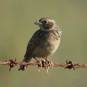 Mirafra javanica