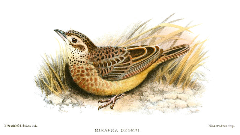 Mirafra rufocinnamomea