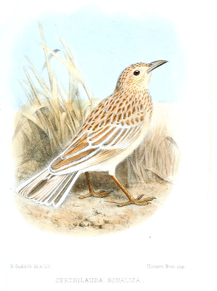 Mirafra somalica