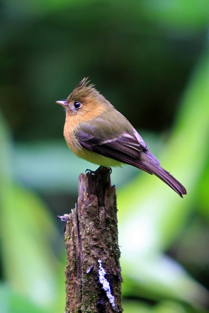 Mitrephanes phaeocercus