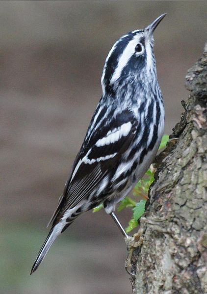Mniotilta varia