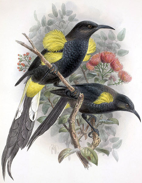 Moho nobilis