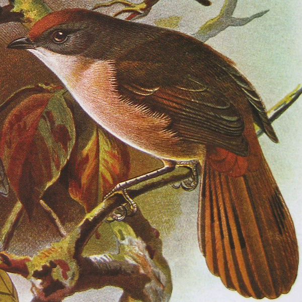 Mohoua novaeseelandiae