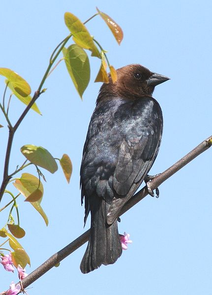 Molothrus ater