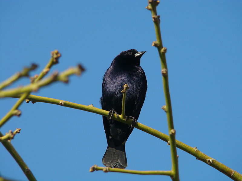 Molothrus bonariensis