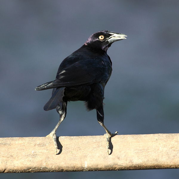 Molothrus oryzivorus