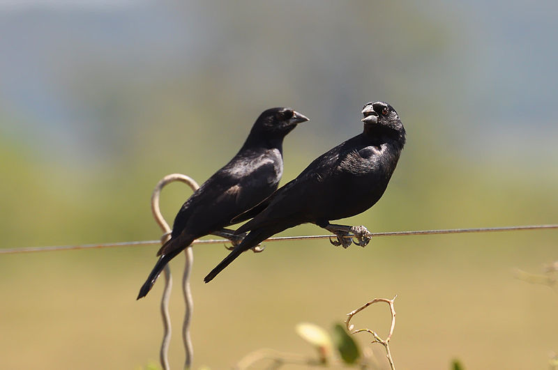 Molothrus rufoaxillaris