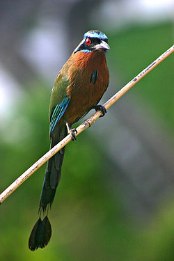Momotus momota