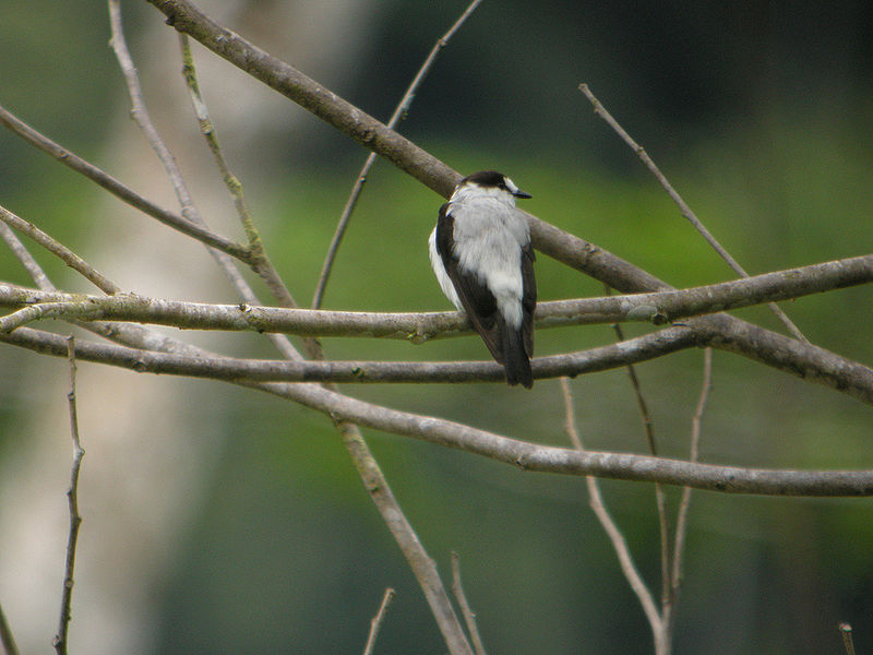 Monachella muelleriana
