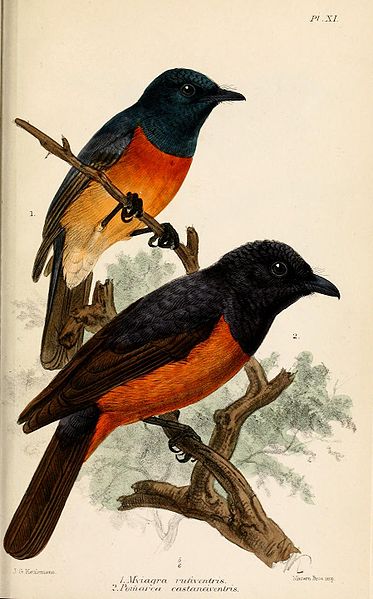 Monarcha castaneiventris