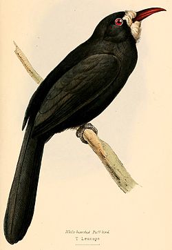 Monasa morphoeus