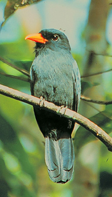 Monasa nigrifrons
