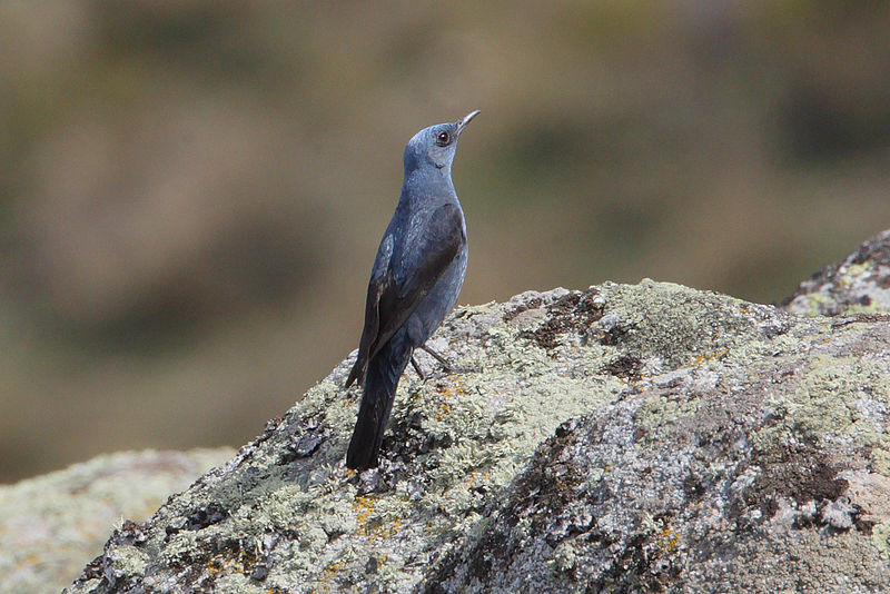 Monticola solitarius