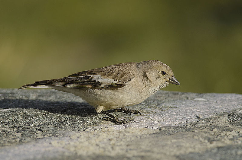 Montifringilla adamsi