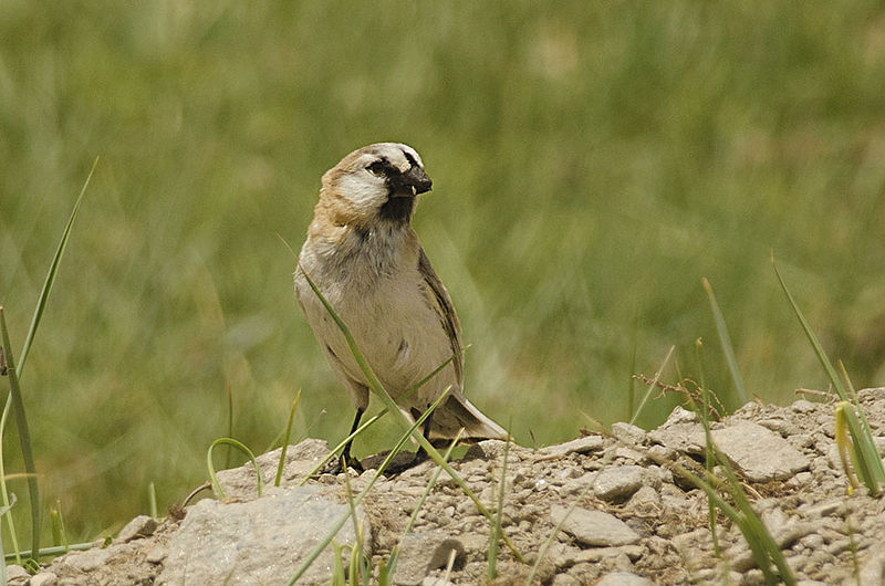 Montifringilla blanfordi