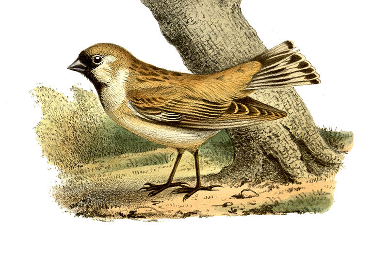 Montifringilla davidiana