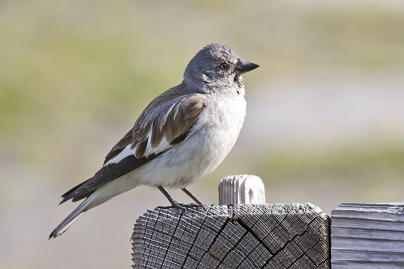 Montifringilla nivalis