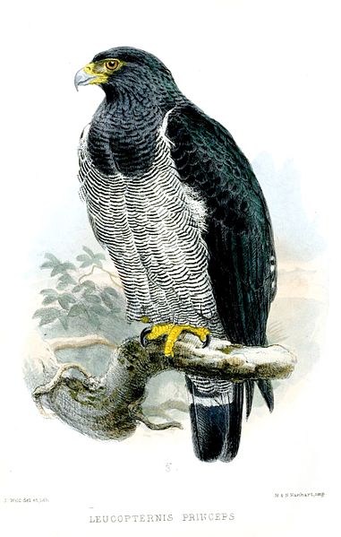 Morphnarchus princeps