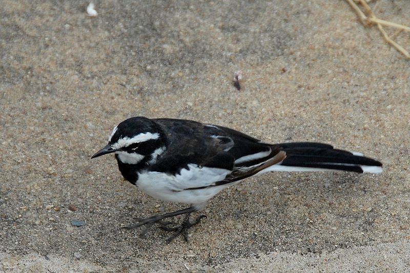 Motacilla aguimp