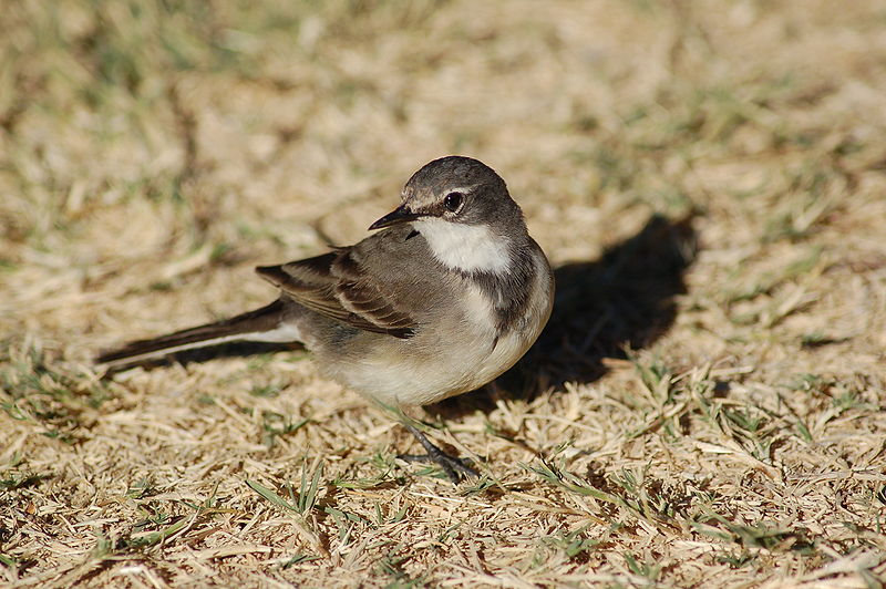 Motacilla capensis